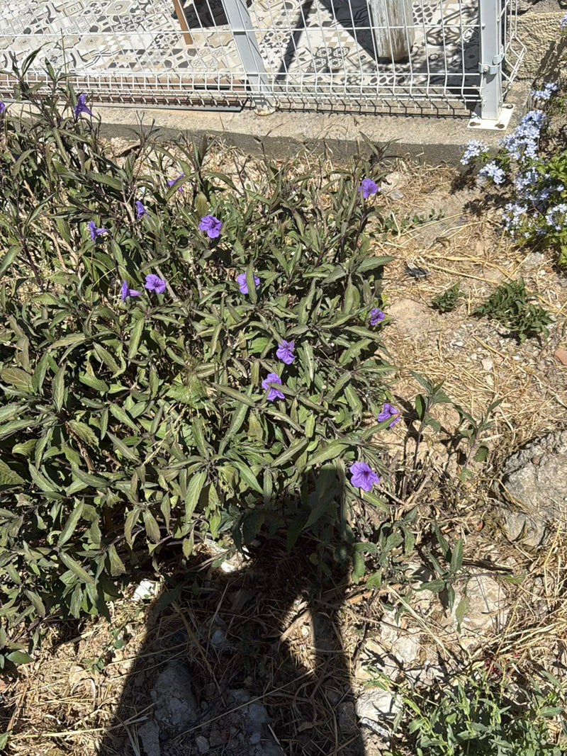 Dreimasterblume — Bild 3