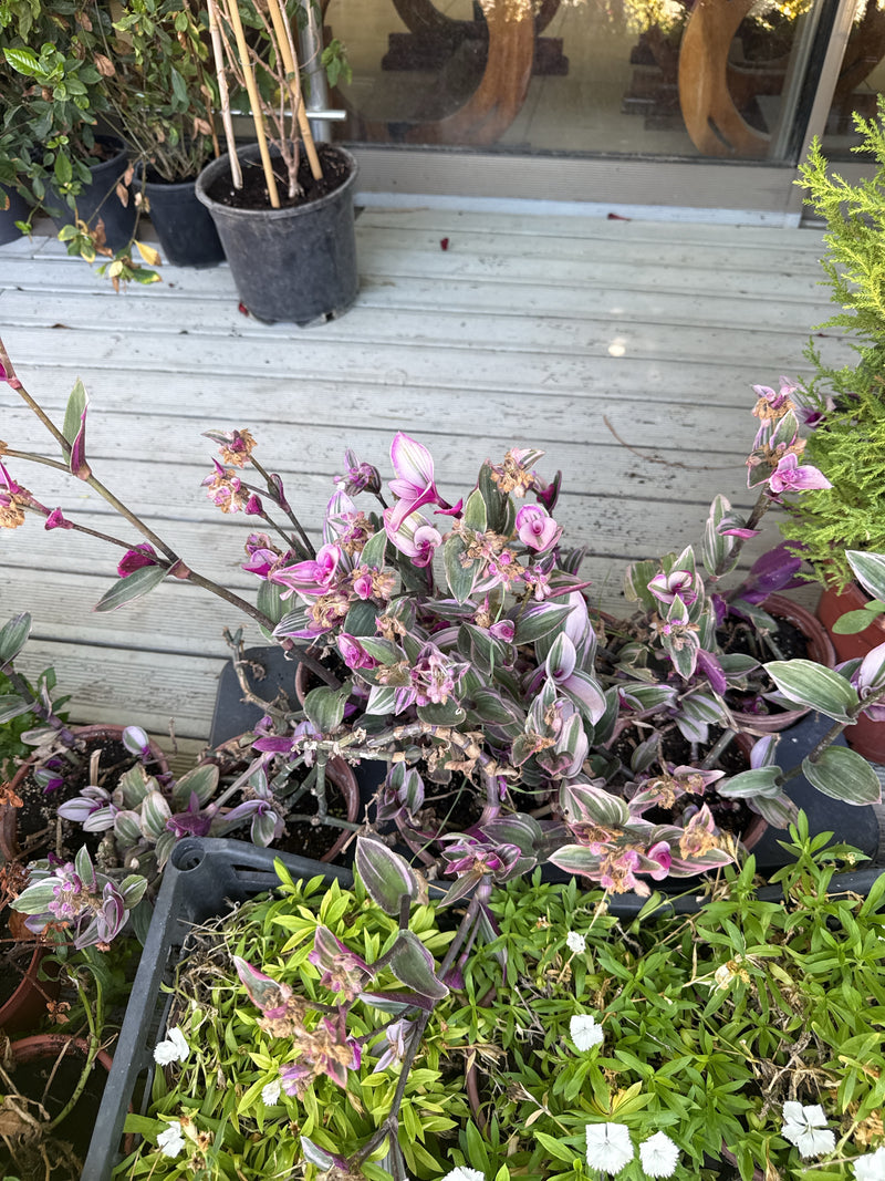 Zu sehen ist eine Dreimasterblume in Töpfen auf einer Holzdielen-Terrasse. Die Pflanze zeigt ihre typischen grün-rosa Blätter und kleine Blüten.