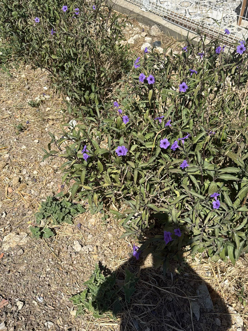 Dreimasterblume — Bild 2
