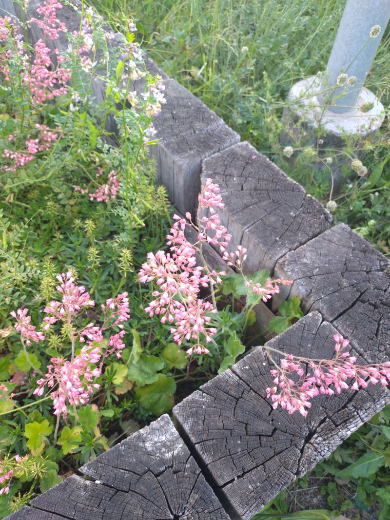 Purpur-Heuchera — Bild 2