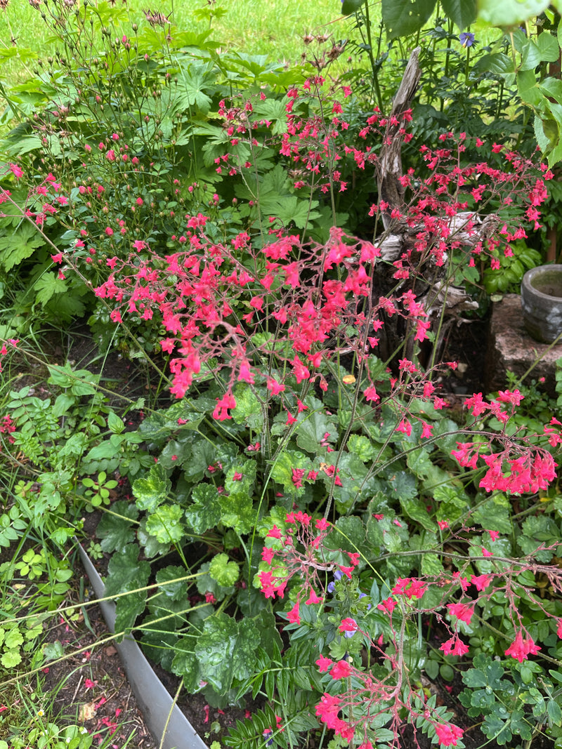 Purpur-Heuchera — Bild 1