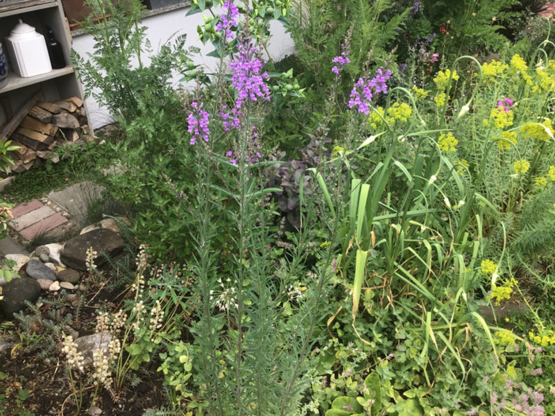 Purpur-Leinkraut — Bild 1