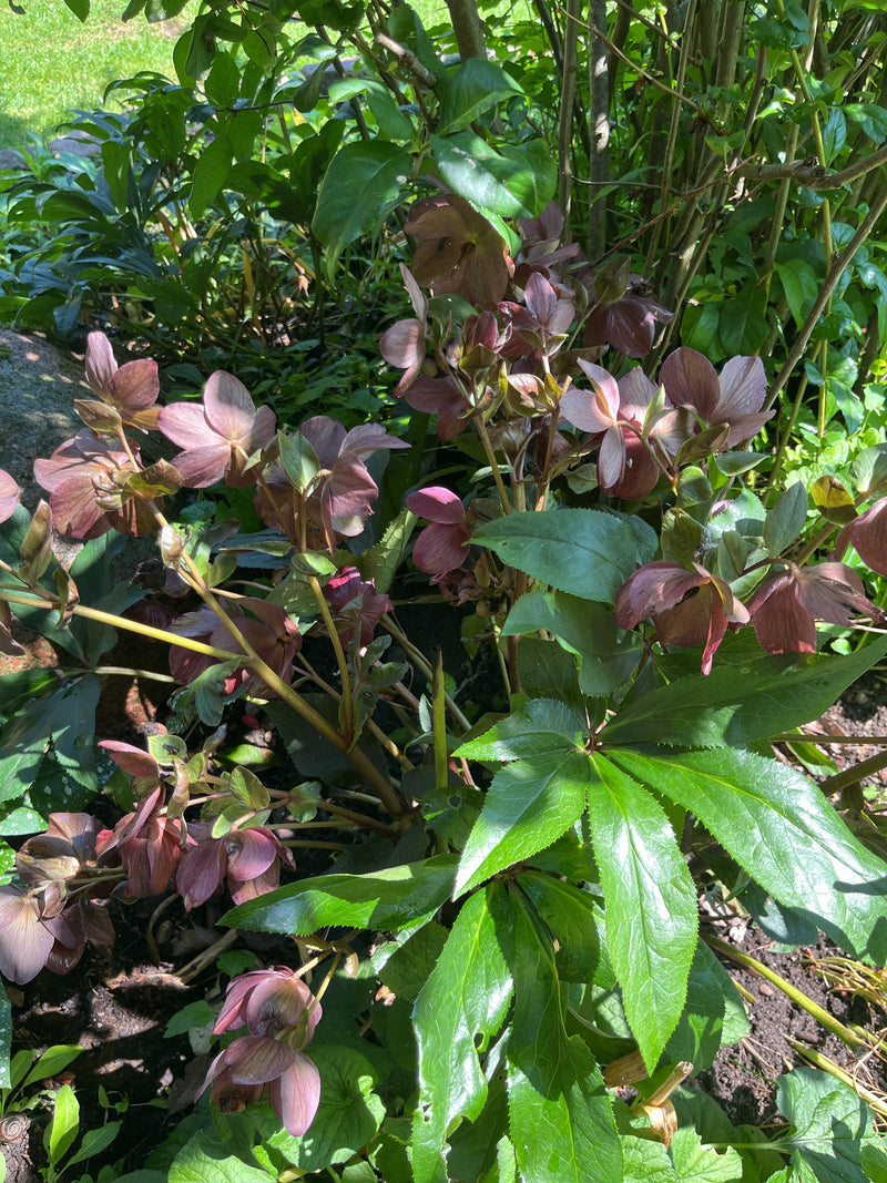 Lenzrose — Bild 3