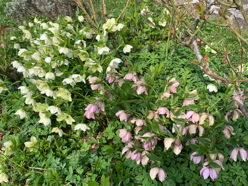 Auf dem Bild sind mehrere blühende Lenzrosen mit weißlichen und rosafarbenen Blüten in einem Gartenbeet zu sehen. Die Pflanzen stehen dicht beieinander zwisc...