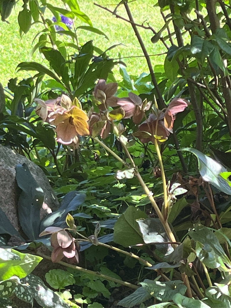 Lenzrose — Bild 2