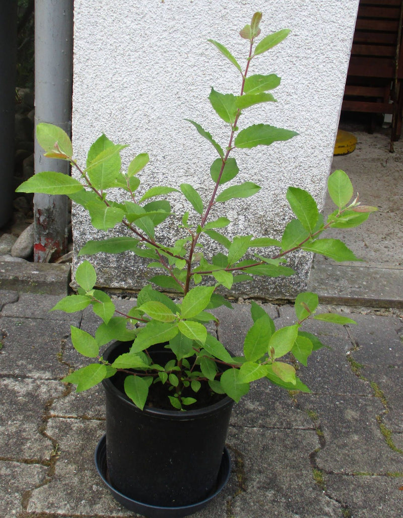 Purpur-Weide — Bild 1