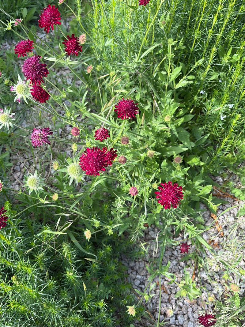 Purpur-Witwenblume — Bild 2