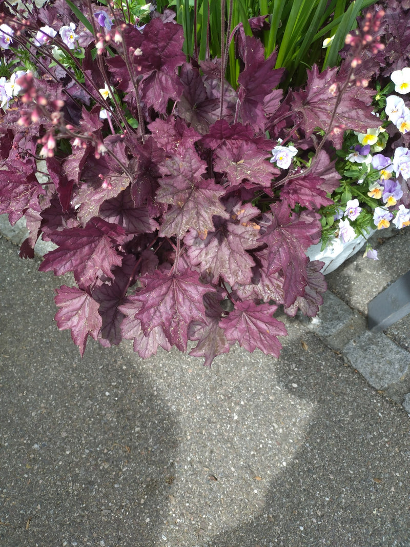 Purpurglöckchen — Bild 3