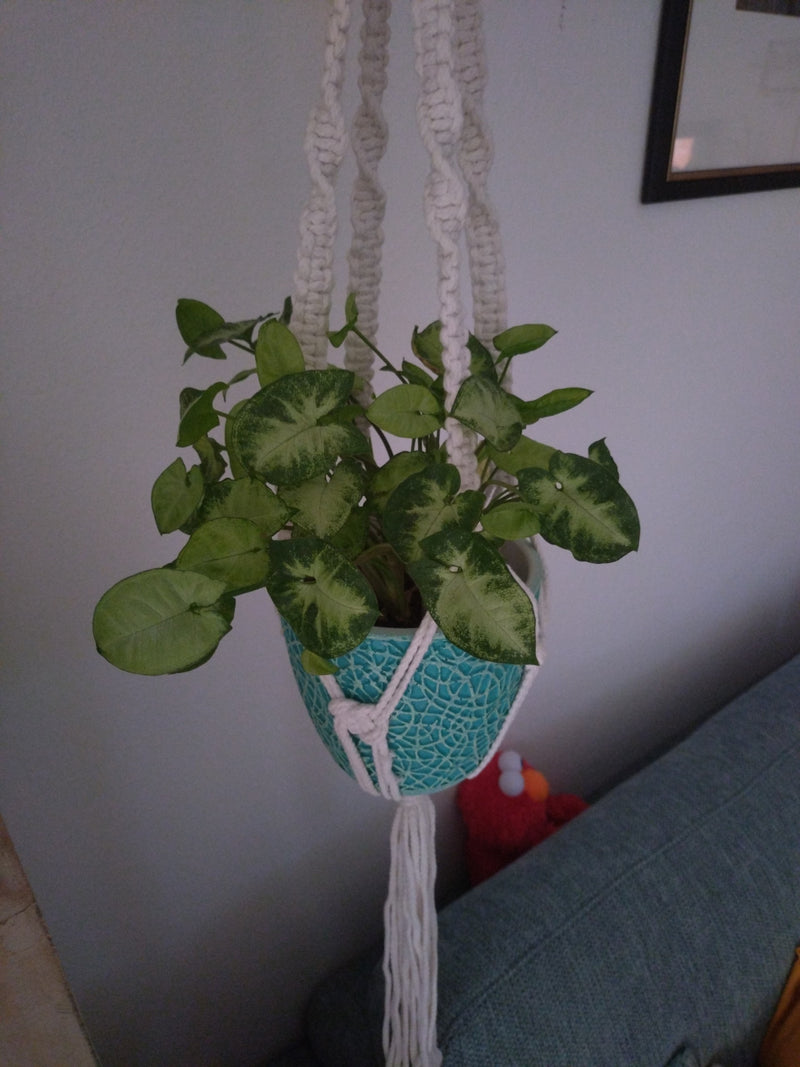 Syngonium — Bild 2