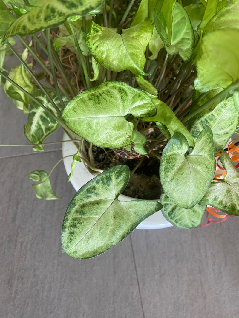 Eine Purpurtute (Syngonium podophyllum) mit hellgrün gemusterten, pfeilförmigen Blättern wächst in einem weißen Topf.