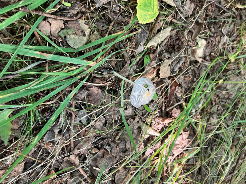 Rädchentintling — Bild 3