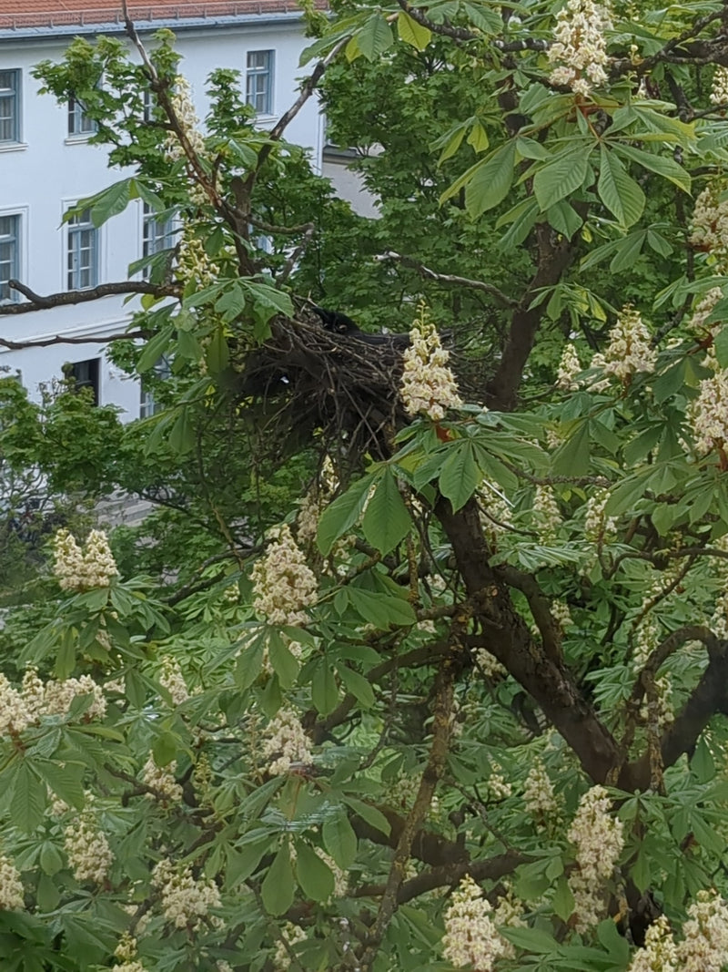 Rabenkrähe — Bild 3