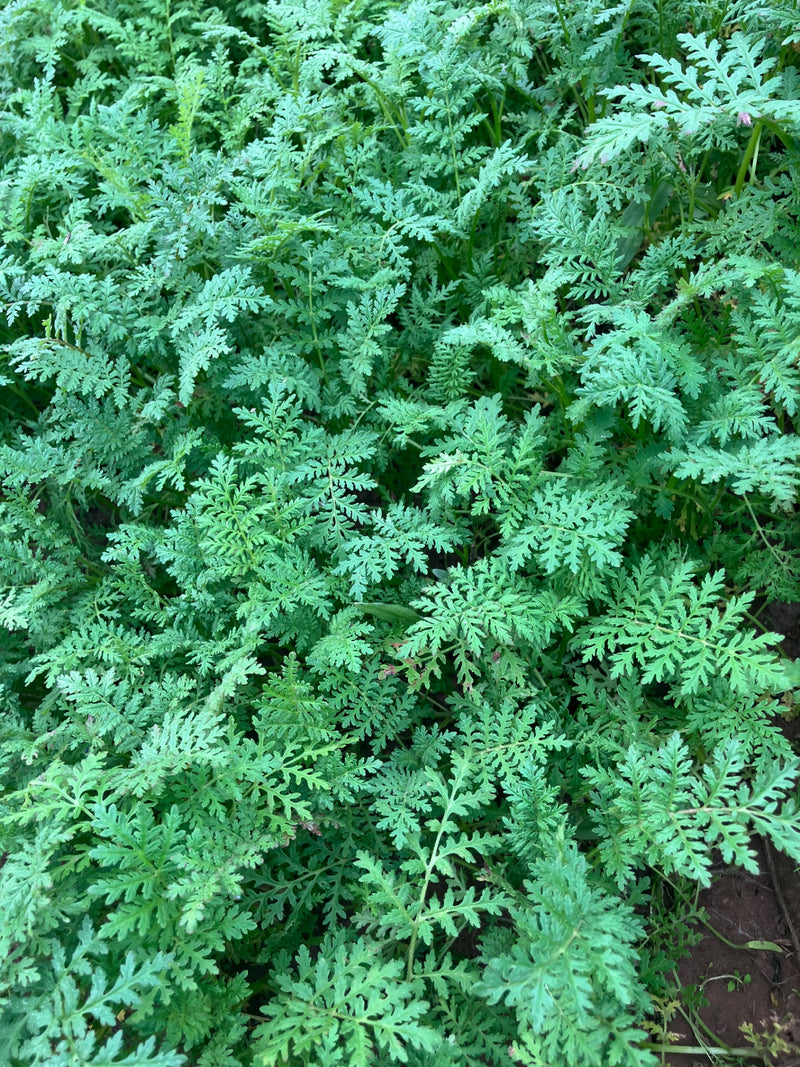 Zu sehen sind die charakteristisch gefiederten, grünen Blätter von Phacelia tanacetifolia. Die Pflanzen wachsen dicht aneinander auf einem Boden.