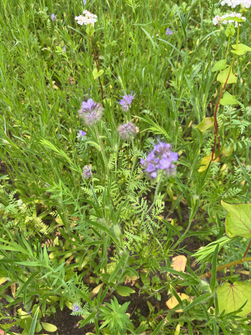 Phacelia — Bild 1