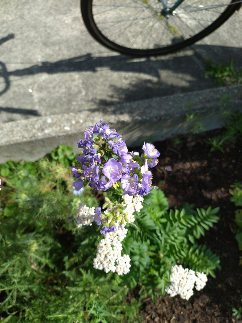 Phacelia — Bild 3