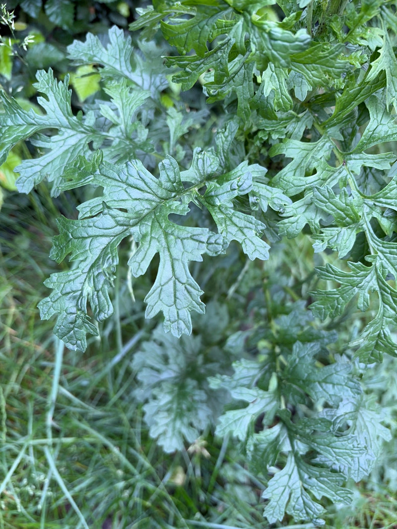 Rainfarn — Bild 3