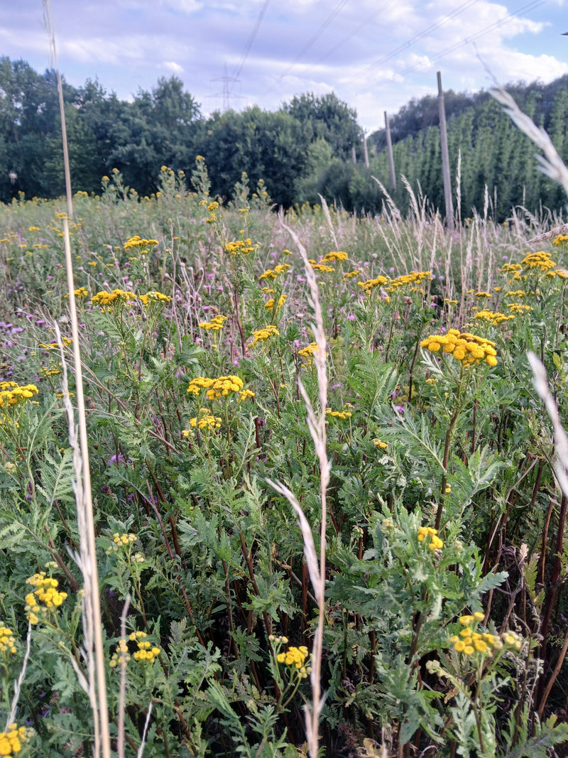 Rainfarn — Bild 1