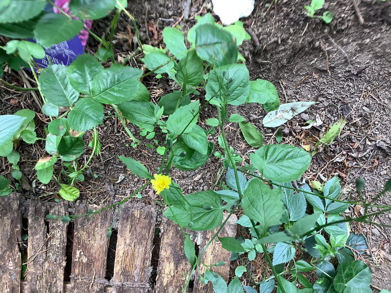 Drüsiger Gewöhnlicher Rainkohl — Bild 2