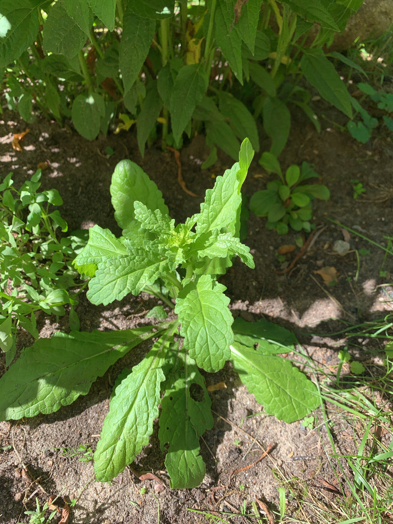Drüsiger Gewöhnlicher Rainkohl — Bild 1