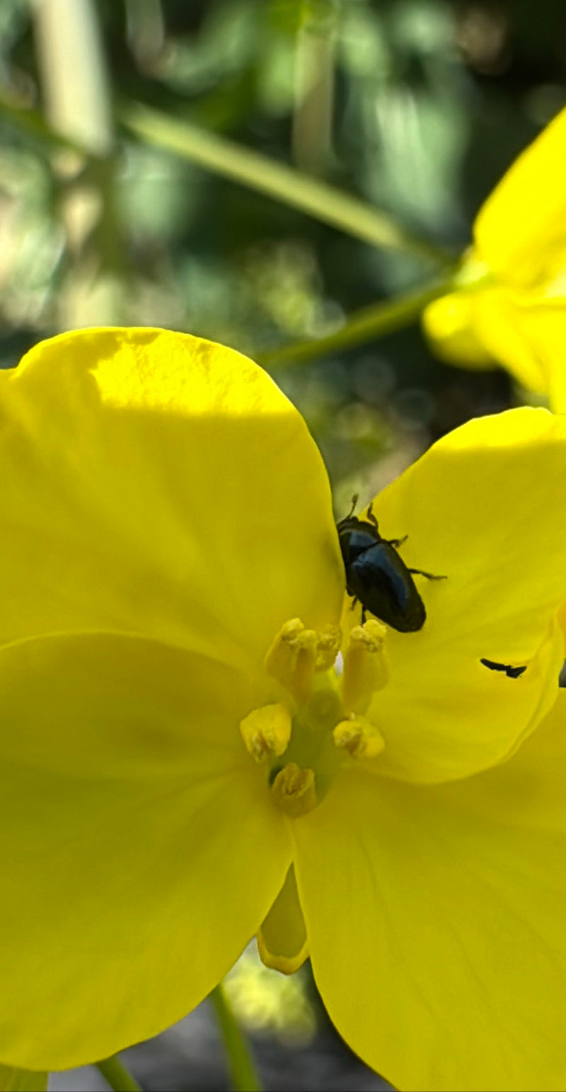 Rapsglanzkäfer — Bild 5