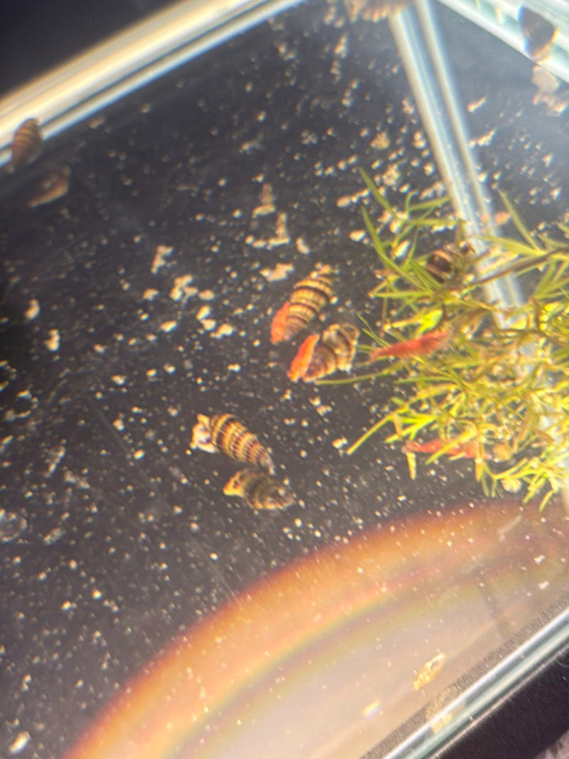 Raubschnecke — Bild 2