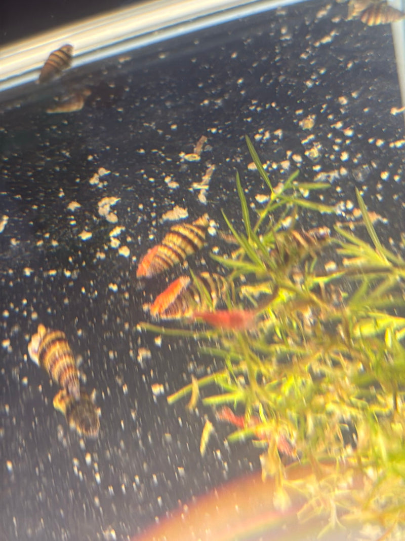 Raubschnecke — Bild 1