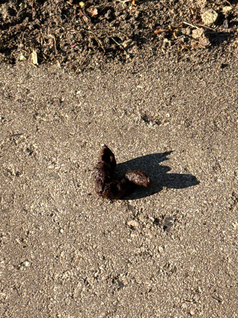 Raubtiere — Bild 1