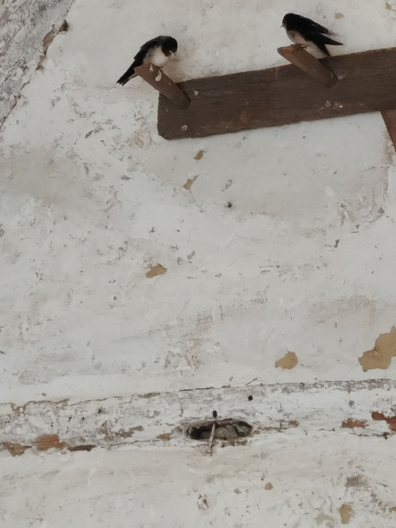 Rauchschwalbe — Bild 5