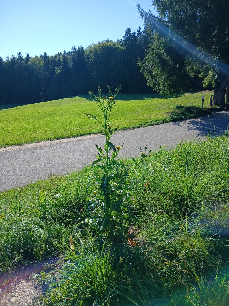 Raue Gänsedistel — Bild 3 von 4