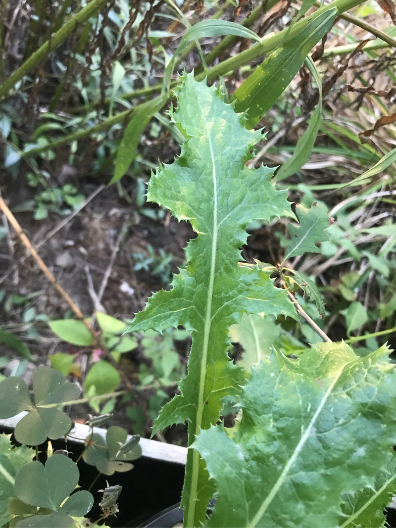 Raue Gänsedistel — Bild 2 von 4