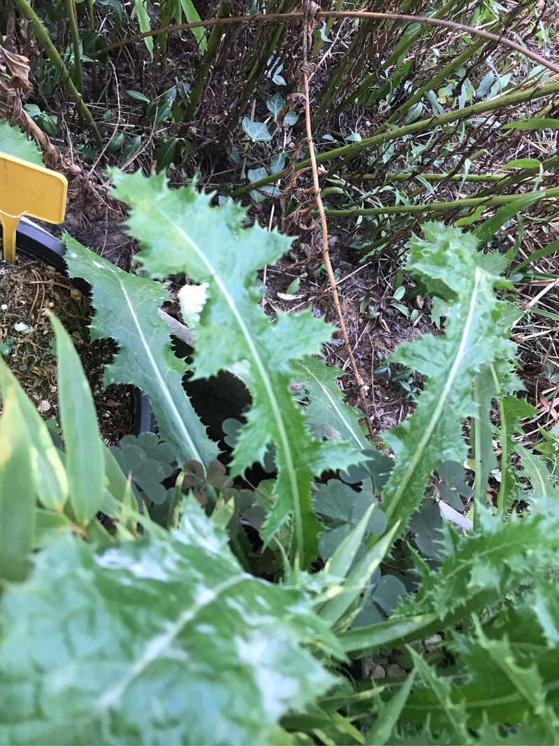 Raue Gänsedistel — Bild 1 von 4