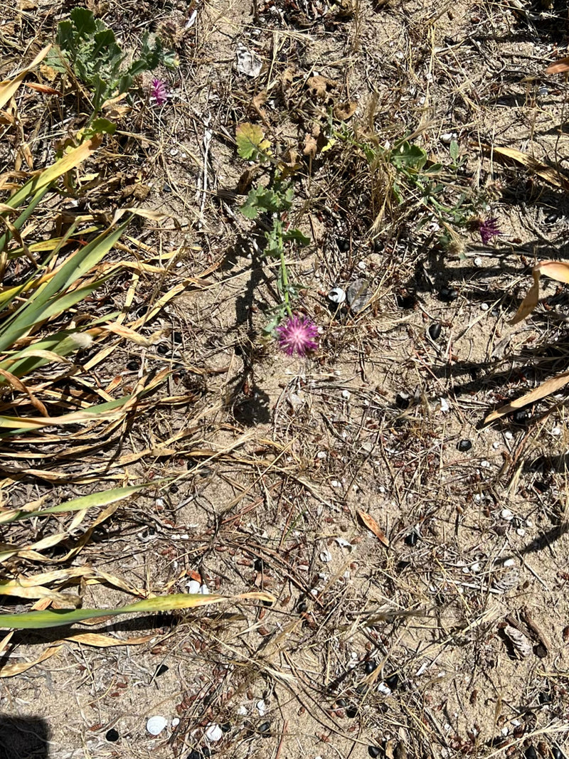 Rauhe Flockenblume — Bild 1
