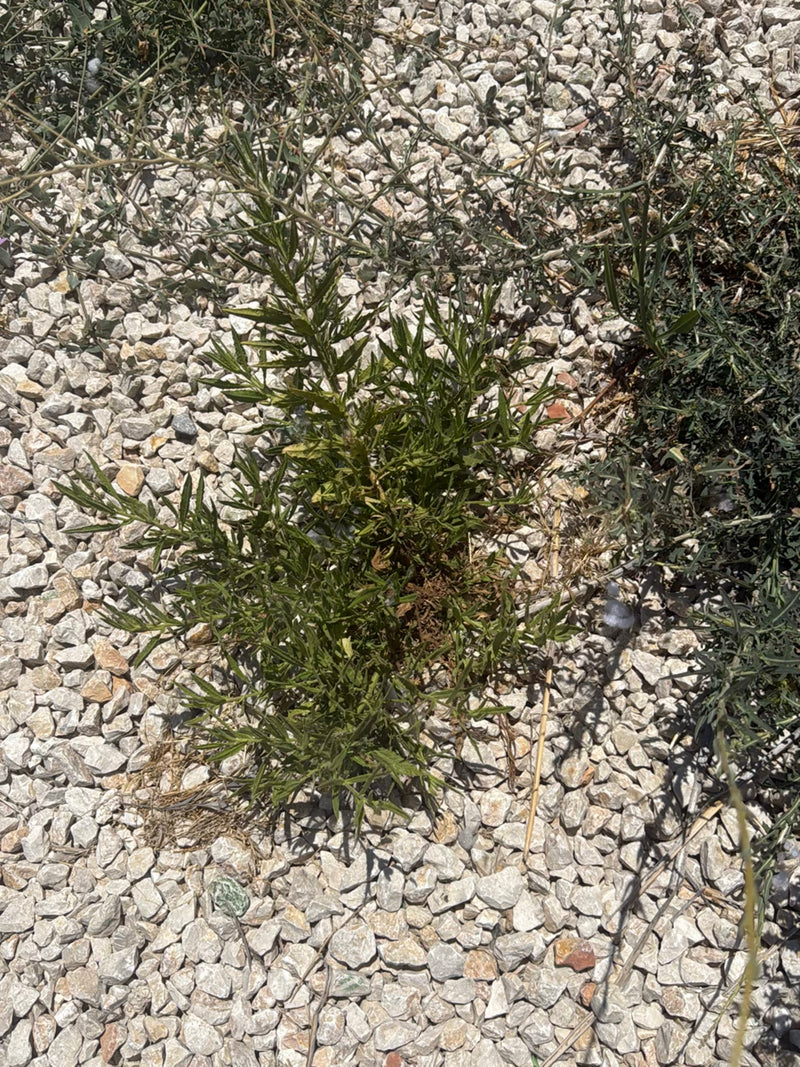 Rauhe Flockenblume — Bild 2