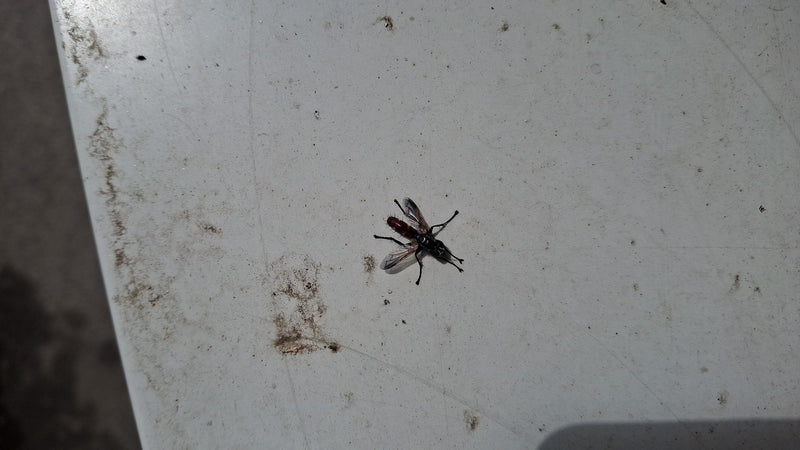 Raupenfliege (Gattung Cylindromyia) — Bild 3