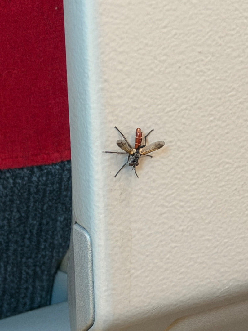 Raupenfliege (Gattung Cylindromyia) — Bild 1