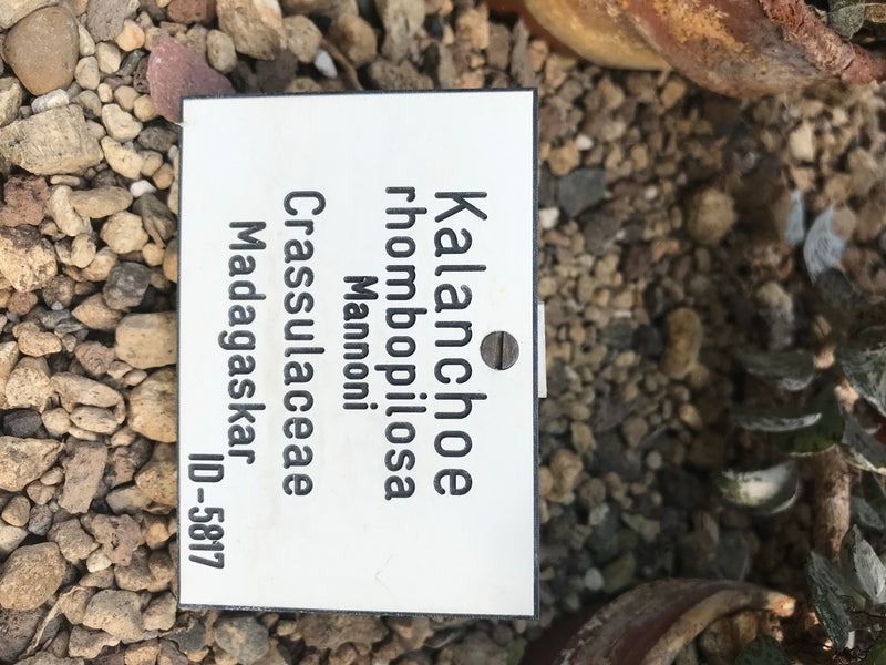 Rauten-Kalanchoe — Bild 1 von 2