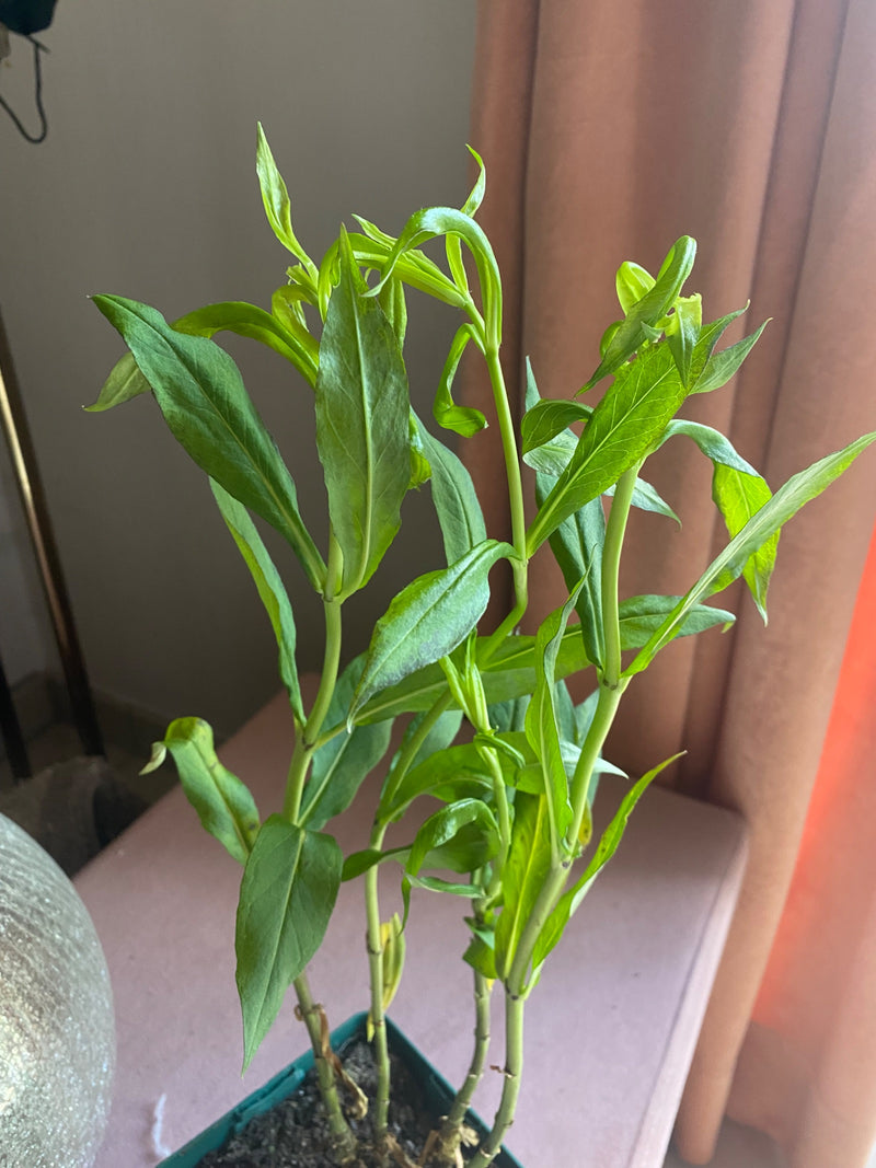 Reflex-Drachenbaum — Bild 1