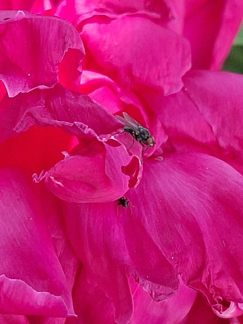 Regenfliege — Bild 5
