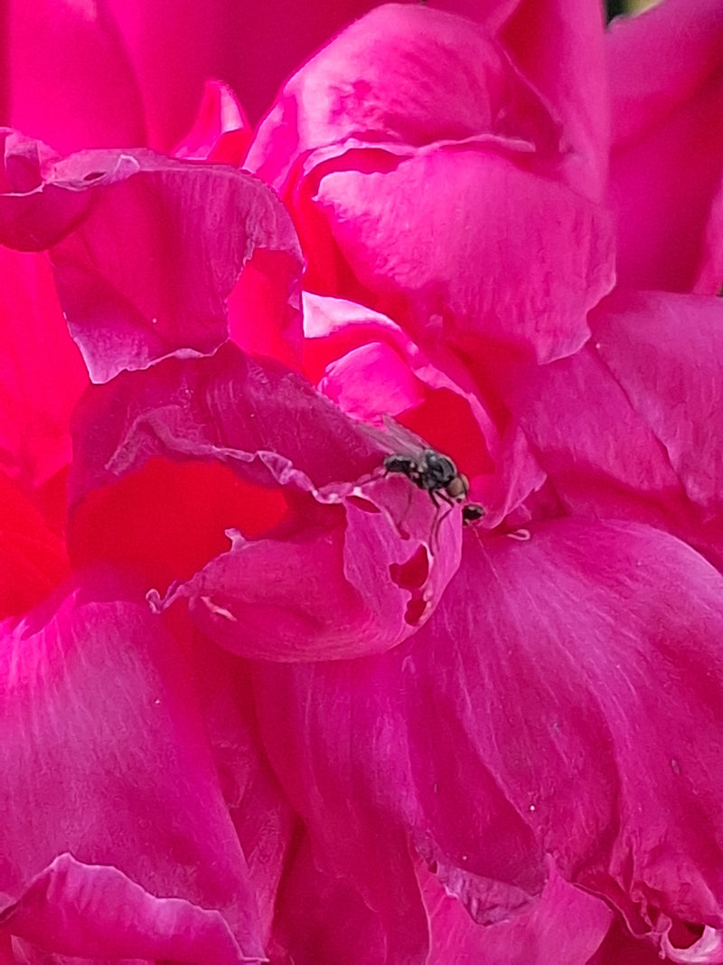 Regenfliege — Bild 4