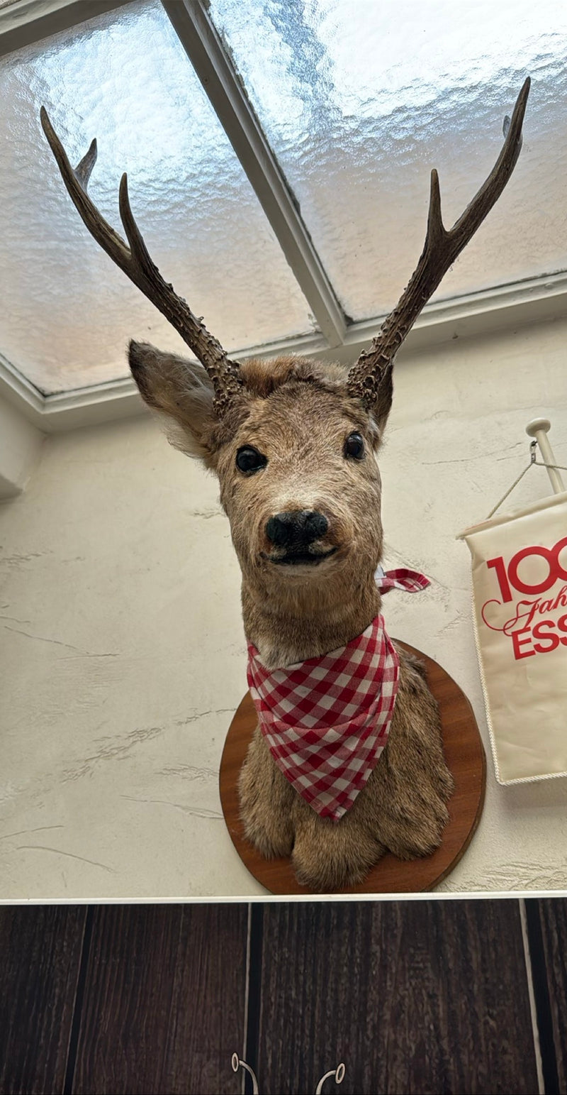 Zu sehen ist das präparierte Haupt eines Rehs mit einem kleinen Geweih, das an einer weißen Wand befestigt ist. Um den Hals trägt das Tier ein rot-weiß karie...
