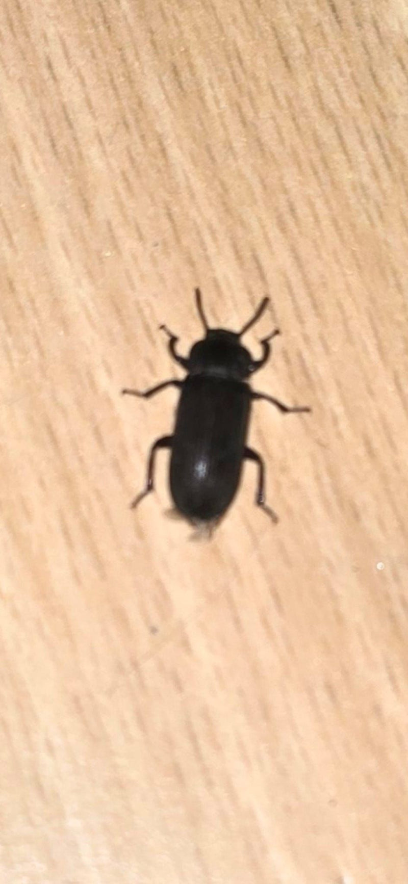 Reismehlkäfer — Bild 2