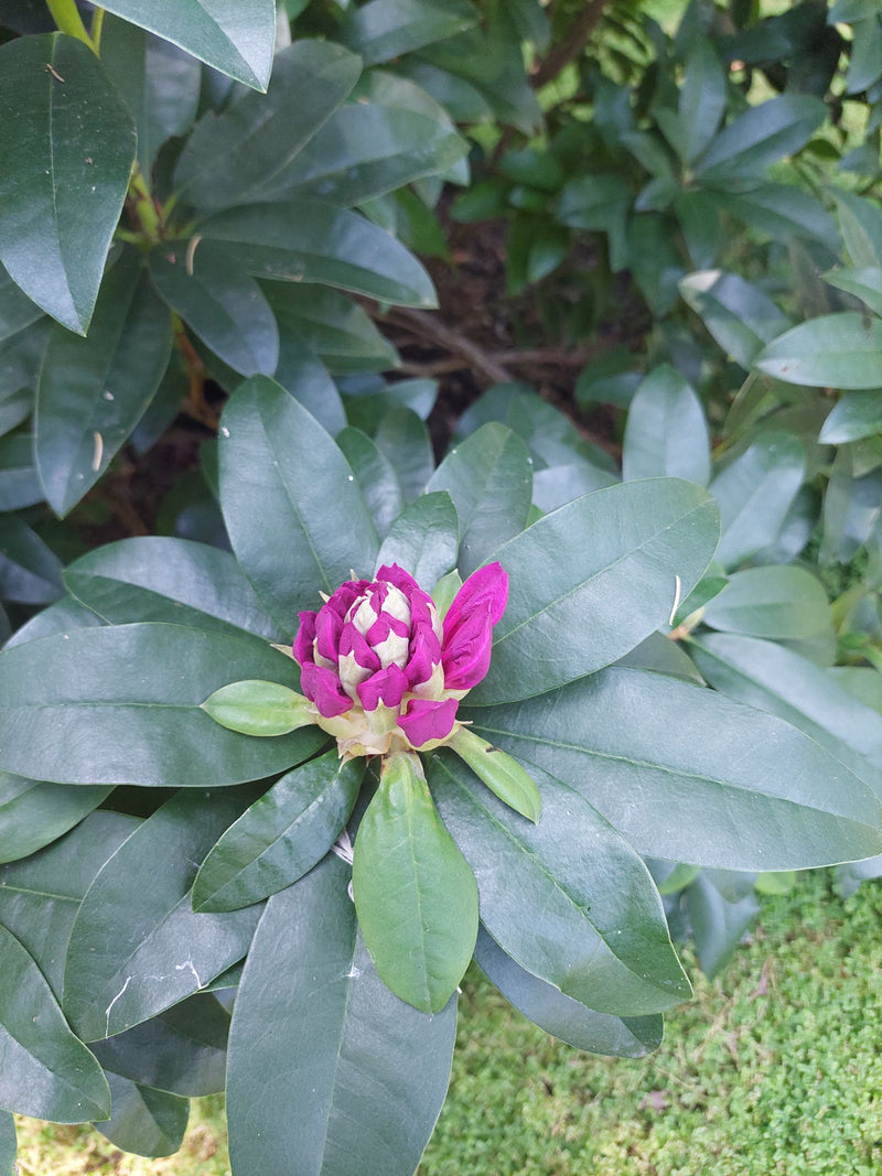 Rhododendron — Bild 3