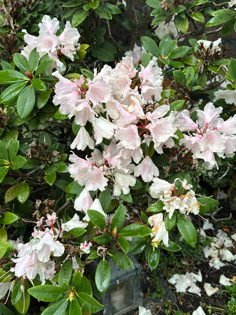 Rhododendron — Bild 1