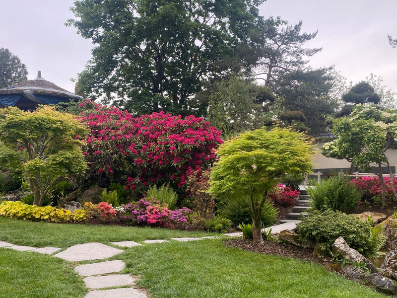 Rhododendron — Bild 2