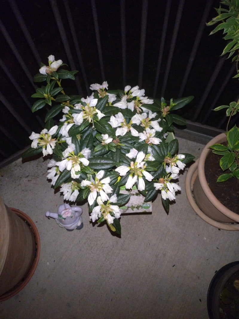 Rhododendron — Bild 1