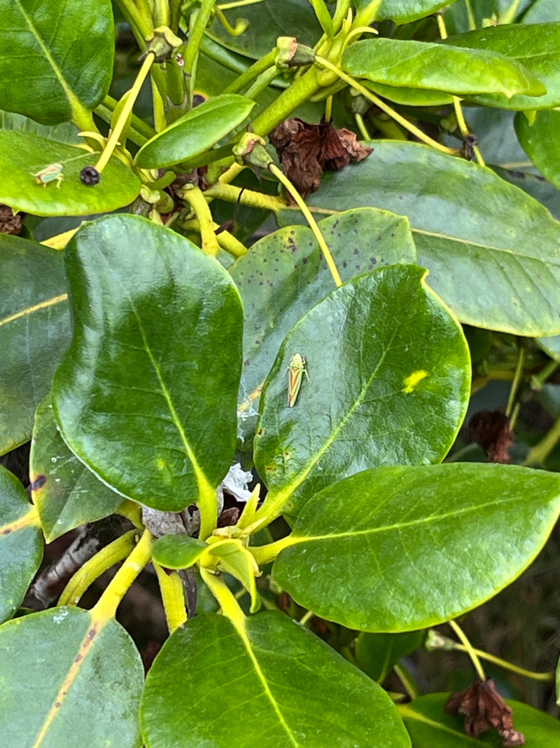 Rhododendron-Zikade — Bild 1