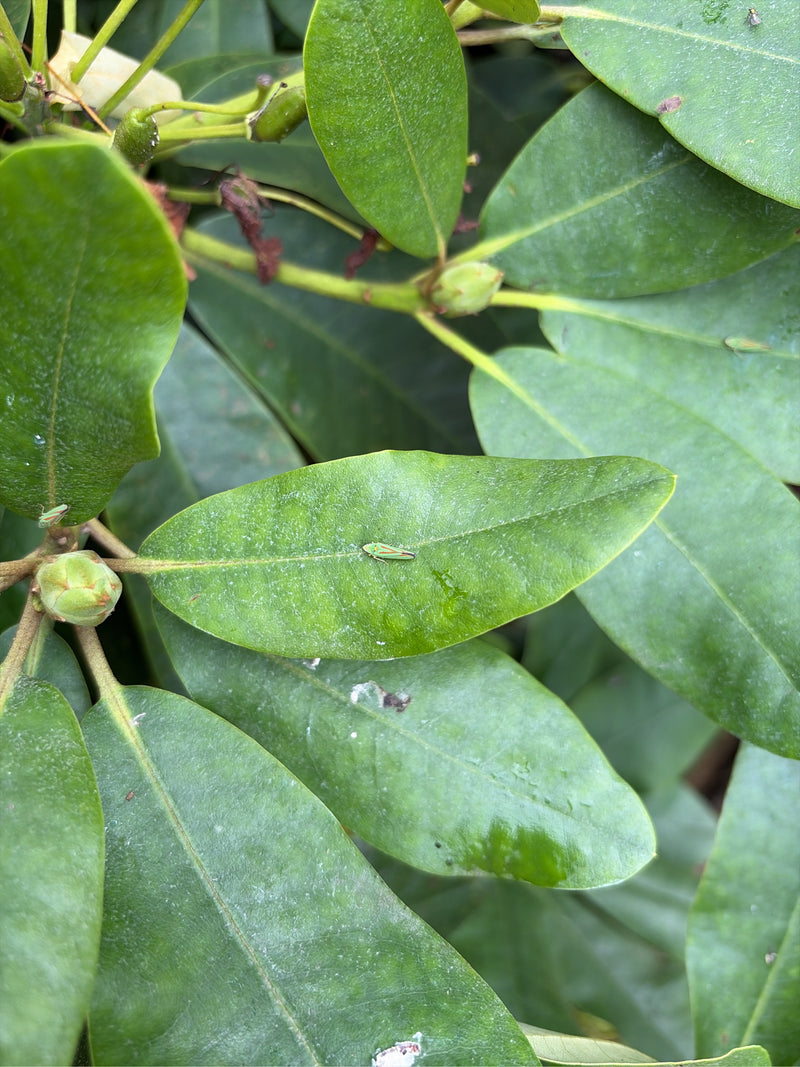 Rhododendron-Zikade — Bild 2