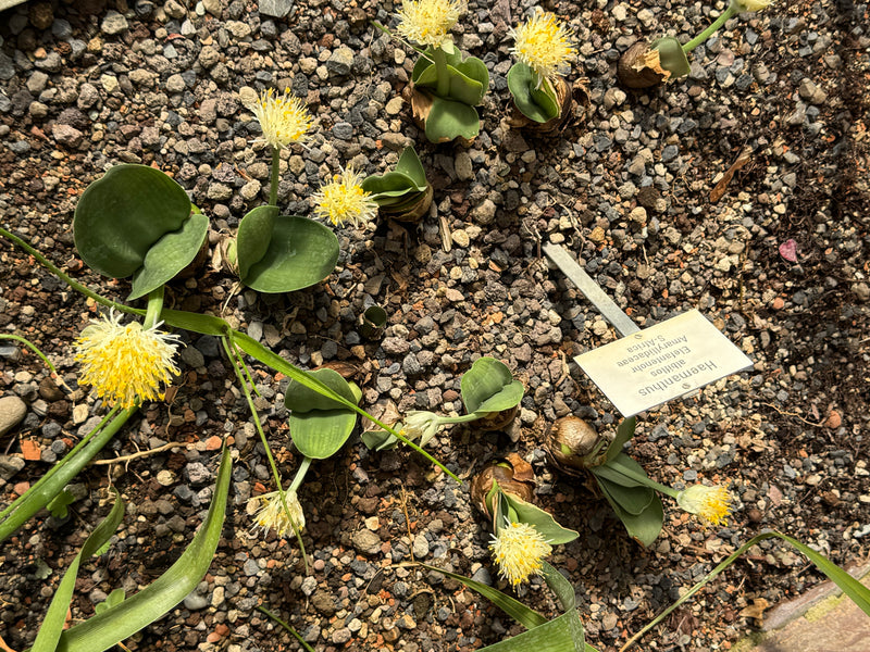Mehrere blühende Exemplare von Haemanthus albiflos wachsen mit ihren charakteristischen dicken Blättern und pinselartigen Blüten auf kiesigem Untergrund.