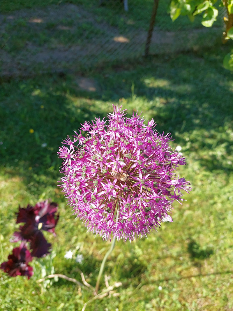 Zierlauch — Bild 5