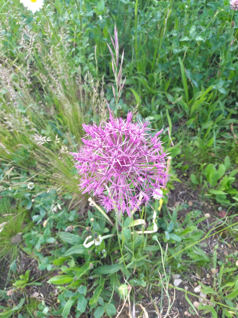 Zierlauch — Bild 4